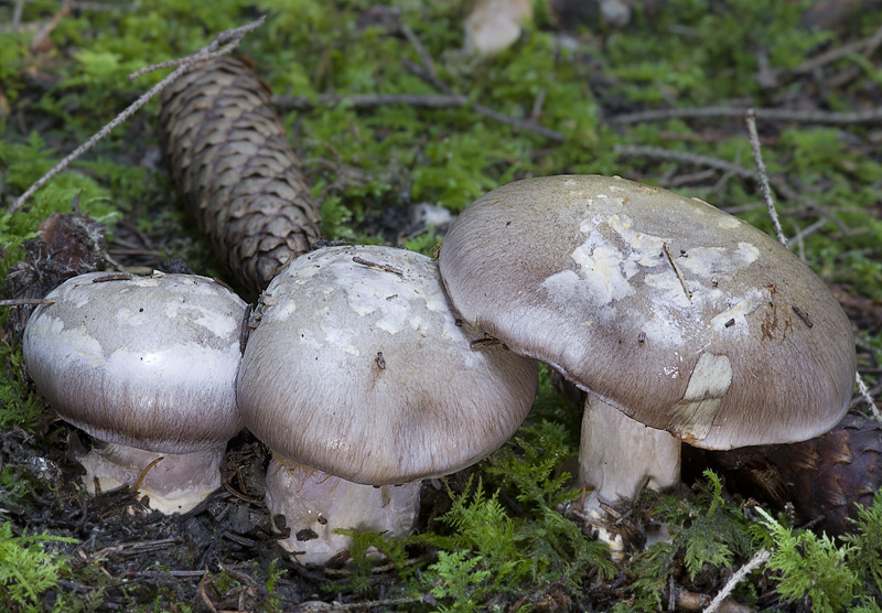 Cortinarius foetens